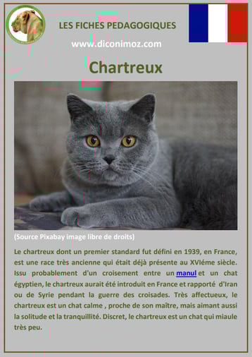 fiche animal animaux de compagnie chat chartreux comportement caractere origine