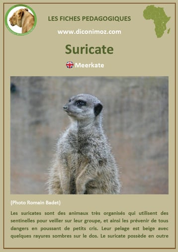 fiche animaux afrique suricate a telecharger et a imprimer