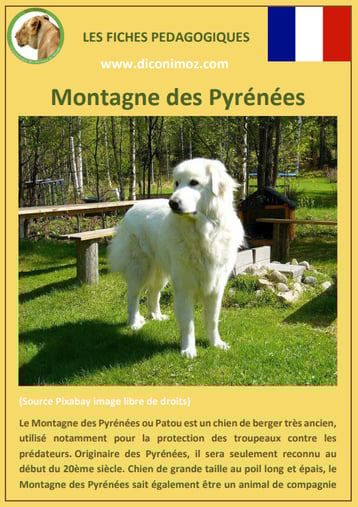 fiche chien race montagne des pyrenees patou caractere origine comportement poil sante