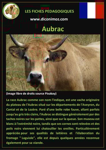 fiche animaux ferme vache aubrac origine caractere comportement robe race