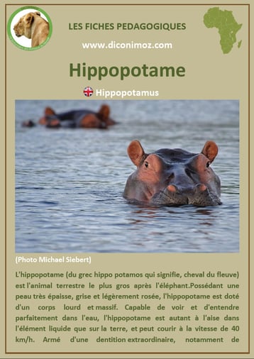 fiche animaux pdf hippopotame afrique imprimer telecharger