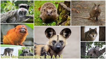 fiches animaux liste des mammiferes poids taille habitat alimentation longevite repartition