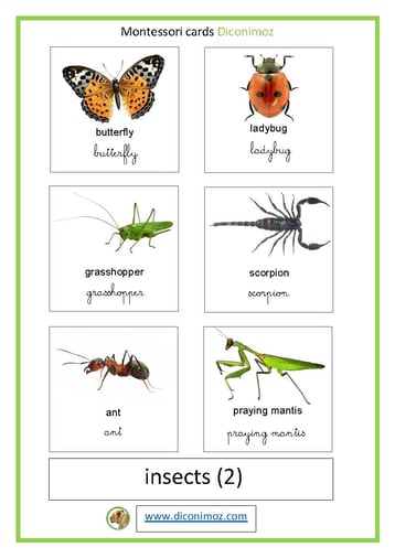 montessori cards insects 2 transparent