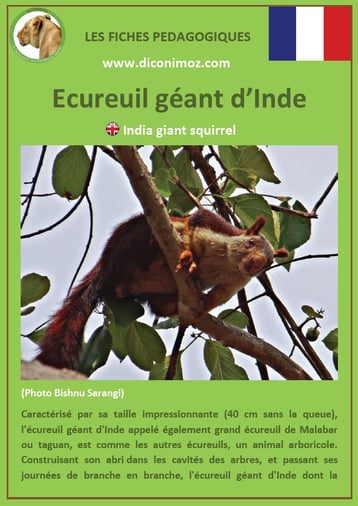 fiche animaux ecureuil geant inde taille poids habitat longevite repartition comportement