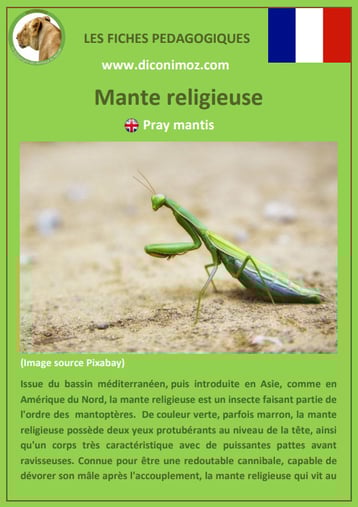 fiche animaux pdf insecte mante religieuse à telecharger et a imprimer