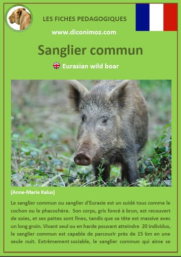 fiche animal pedagogique animaux de nos forets pdf sanglier commun