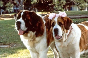 image film beethoven saint bernard
