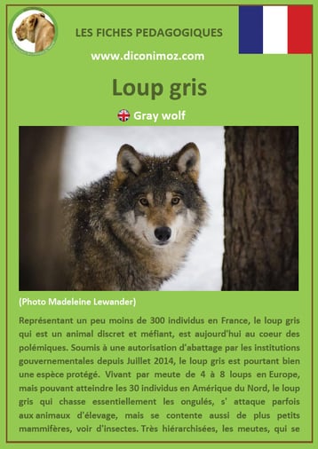 fiche animaux pédagogiques des montagnes francaises loup gris
