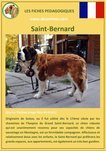 fiche chien race saint bernard caractere origine comportement poil sante