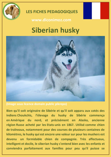 fiche race chien pdf siberian husky comportement origine caractere poil sante