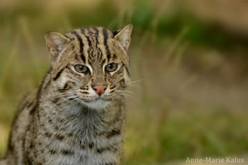 chat pecheur fiche animaux felins 