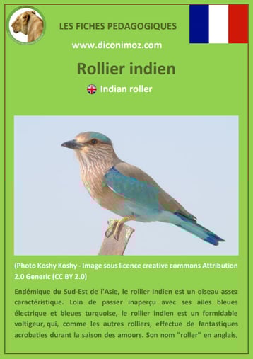 iche animaux animal pedagogique oiseaux pdf rollier indien ecole primaire college svt