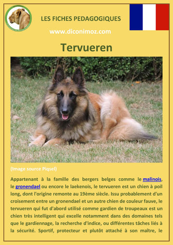 fiche chien pdf race berger belge tervueren comportement origine caractere soin poil