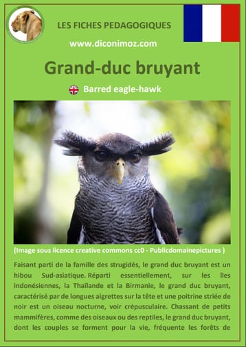fiche animaux pdf rapaces grand duc bruyant a telecharger et a imprimer