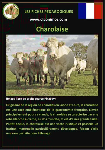 fiche animaux ferme vache charolaise origine caractere comportement robe race