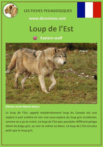 fiche animaux pdf pedgogique loup de l'est a telecharger et a imprimer