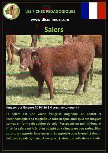 fiche animaux ferme vache salers origine caractere comportement robe race