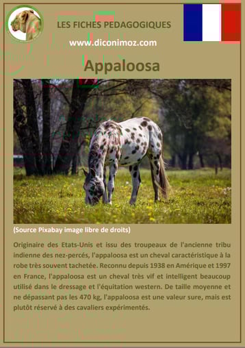 fiche animal animaux de compagnie cheval chevaux appaloosa comportement caractere origine robe