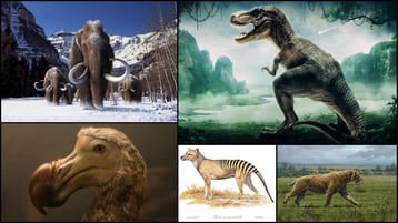 fiches animaux liste des animaux disparus dinosaures