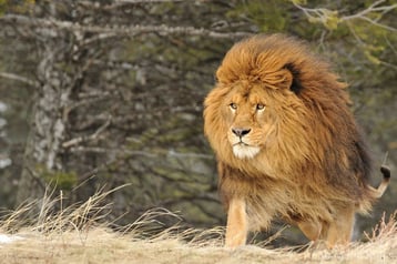 lion afrique vs lion asie