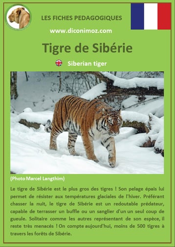fiche animaux pdf felins tigre de siberie a telecharger et a imprimer