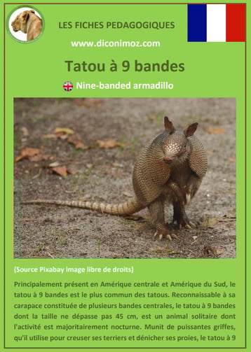 fiches animaux d'amazonie pdf tatou à 9 bandes comportement taille poids habitat reproduction alimentation