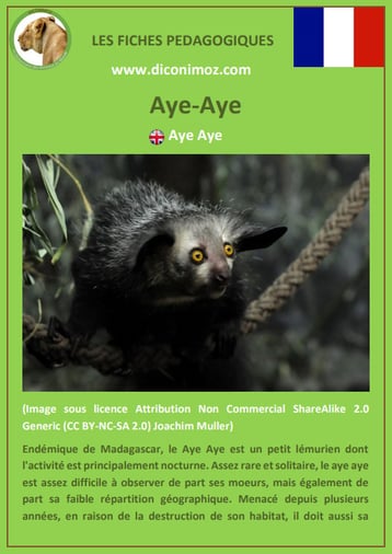 fiche animaux de madagascar pdf pedagogique aye aye a telecharger et a imprimer