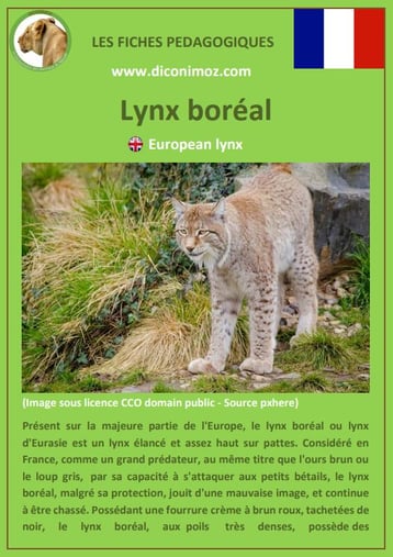 fiche animaux pédagogiques des montagnes francaises lynx boreal europeen