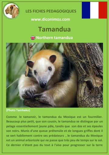 fiches animaux d'amazonie pdf tamandua du mexique comportement taille poids habitat reproduction alimentation