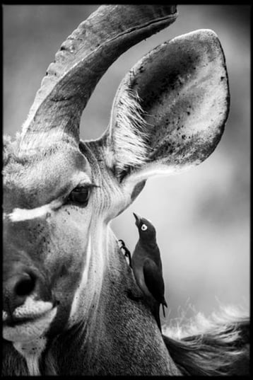 Grand koudou oiseau laurent baheux