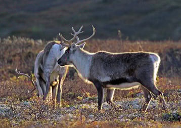 fiche animaux caribou reindeer fact
