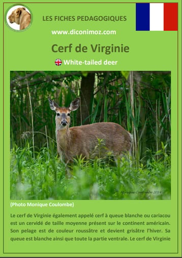 fiche animaux pdf cerf virginie comportement taille poids habitat longevite alimentation