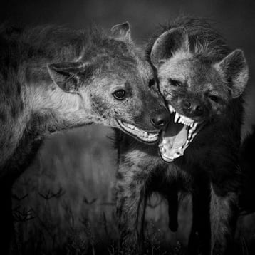 hyenes tachetees laurent baheux