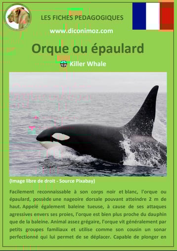 fiche animaux pedagogiques mammiferes marins pdf orque epaulard a telecharger et a imprimer