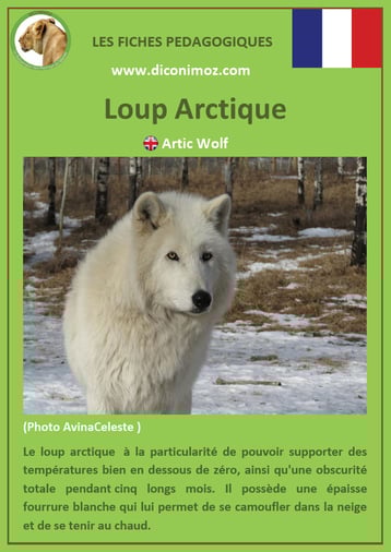 fiche animaux pdf pedagogique canides loup arctique a telecharger et a imprimer