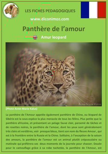 fiches animaux pdf pedgogique felins panthere de l'amour a telecharger