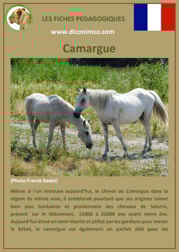 fiche animal animaux de compagnie cheval chevaux camargue comportement caractere origine robe
