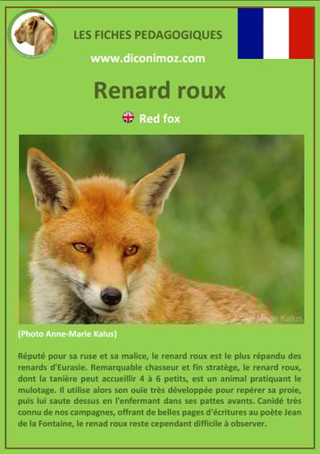 fiche animal pedagogique animaux de nos forets pdf renard roux