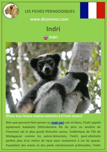 fiche animaux de madagascar pdf pedagogique indri a telecharger et a imprimer