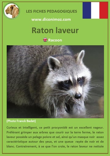 fiche animal animaux canada raton laveur à télécharger et a imprimer