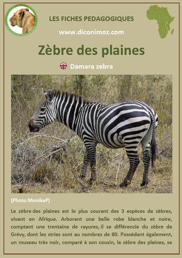 fiche animaux afrique zebre a telecharger et a imprimer