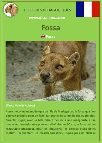 fiche animaux de madagascar pdf pedagogique fossa a telecharger et a imprimer