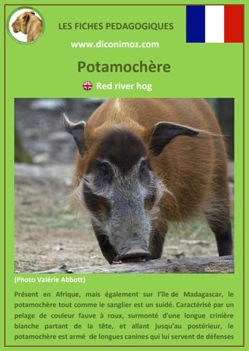 fiche animaux de madagascar pdf pedagogique potamochere a telecharger et a imprimer 