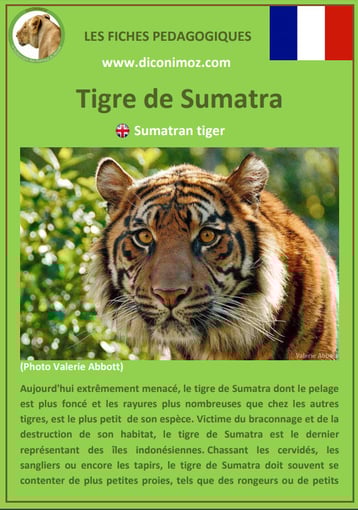 fiche animaux pdf felins tigre de sumatra a telecharger et a imprimer