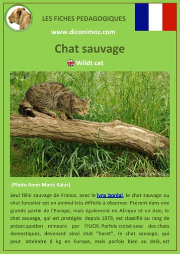 fiche animal pedagogique animaux de nos forets pdf chat sauvage