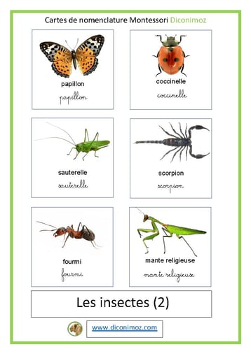 carte montessori transparent les insectes 2 ecriture cursive et script