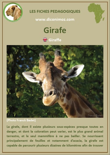 fiche animaux pdf girafe afrique imprimer telecharger