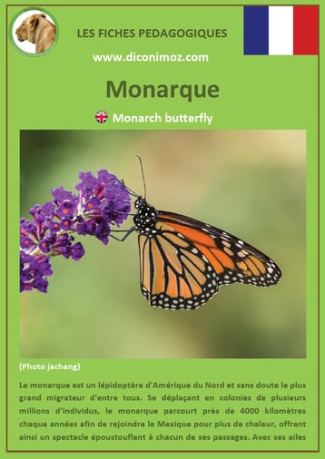 fiche animal animaux canada monarque à télécharger et a imprimer