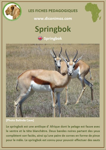 fiche animaux afrique springbok a telecharger et a imprimer