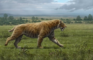 fiche animaux disparus smilodon tigre dent de sabre
